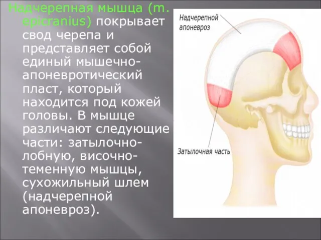 Надчерепная мышца (m. epicranius) покрывает свод черепа и представляет собой единый мышечно-апоневротический