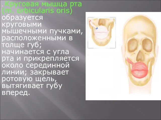 . Круговая мышца рта (m. orbicularis oris) образуется круговыми мышечными пучками, расположенными