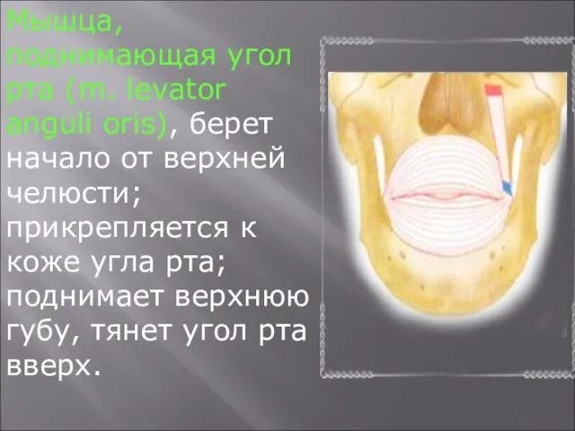 Мышца, поднимающая угол рта (m. levator anguli oris), берет начало от верхней