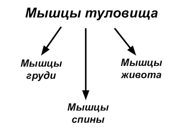 Мышцы груди Мышцы туловища Мышцы живота Мышцы спины