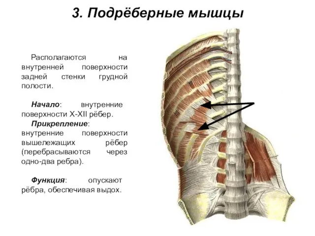 3. Подрёберные мышцы Располагаются на внутренней поверхности задней стенки грудной полости. Начало: