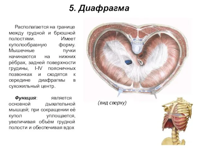 5. Диафрагма Располагается на границе между грудной и брюшной полостями. Имеет куполообразную