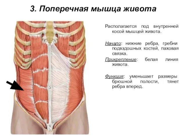 3. Поперечная мышца живота Располагается под внутренней косой мышцей живота. Начало: нижние