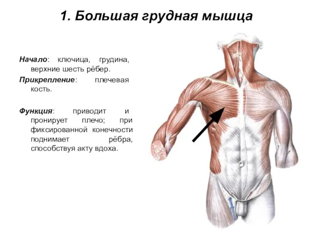 1. Большая грудная мышца Начало: ключица, грудина, верхние шесть рёбер. Прикрепление: плечевая