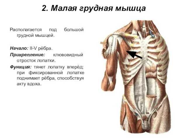 2. Малая грудная мышца Располагается под большой грудной мышцей. Начало: II-V рёбра.