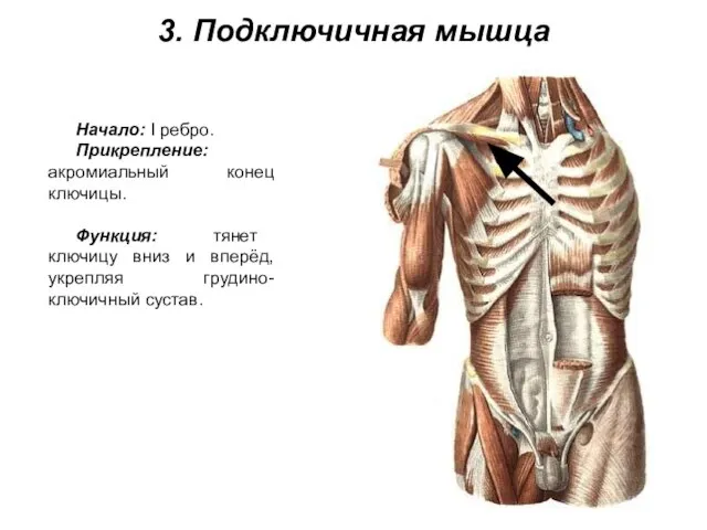 3. Подключичная мышца Начало: I ребро. Прикрепление: акромиальный конец ключицы. Функция: тянет