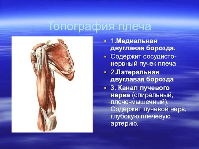 Топография плеча 1.Медиальная двуглавая борозда. Содержит сосудисто-нервный пучек плеча 2.Латеральная двуглавая борозда