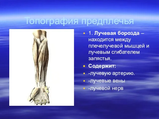 Топография предплечья 1. Лучевая борозда –находится между плечелучевой мышцей и лучевым сгибателем