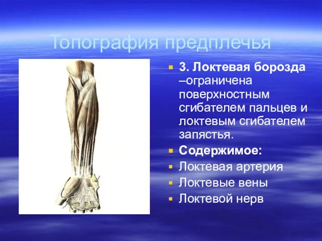 Топография предплечья 3. Локтевая борозда –ограничена поверхностным сгибателем пальцев и локтевым сгибателем