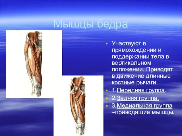 Мышцы бедра Участвуют в прямохождении и поддержании тела в вертикальном положении. Приводят