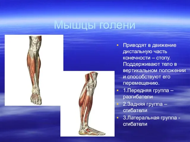 Мышцы голени Приводят в движение дистальную часть конечности – стопу.Поддерживают тело в