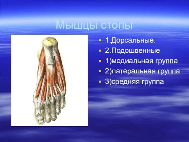 Мышцы стопы 1.Дорсальные. 2.Подошвенные 1)медиальная группа 2)латеральная группа 3)средняя группа