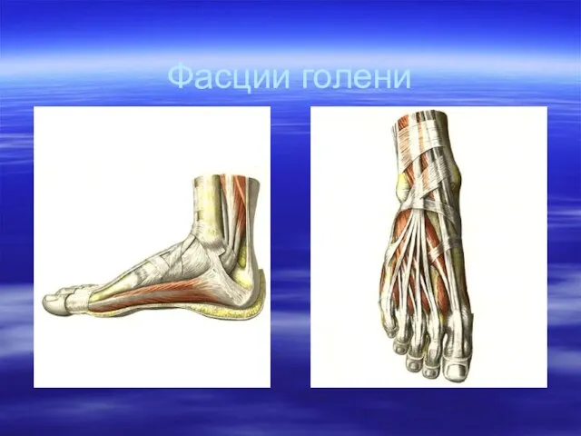 Фасции голени