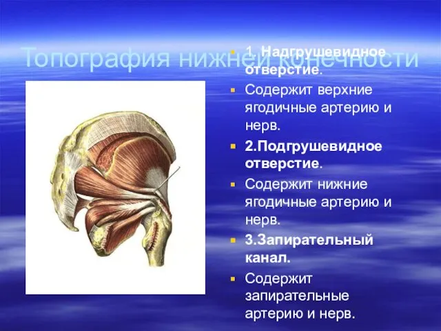 Топография нижней конечности 1. Надгрушевидное отверстие. Содержит верхние ягодичные артерию и нерв.
