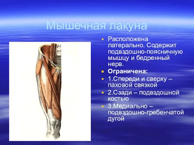 Мышечная лакуна Расположена латерально. Содержит подвздошно-поясничную мышцу и бедренный нерв. Ограничена: 1.Спереди