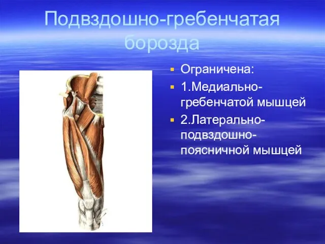 Подвздошно-гребенчатая борозда Ограничена: 1.Медиально-гребенчатой мышцей 2.Латерально-подвздошно-поясничной мышцей