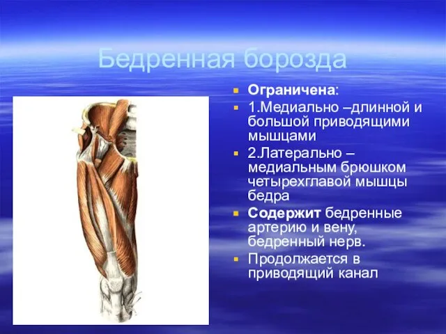 Бедренная борозда Ограничена: 1.Медиально –длинной и большой приводящими мышцами 2.Латерально –медиальным брюшком