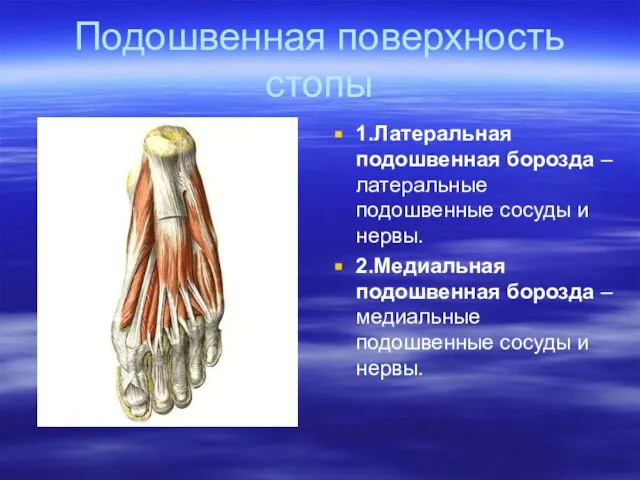 Подошвенная поверхность стопы 1.Латеральная подошвенная борозда –латеральные подошвенные сосуды и нервы. 2.Медиальная