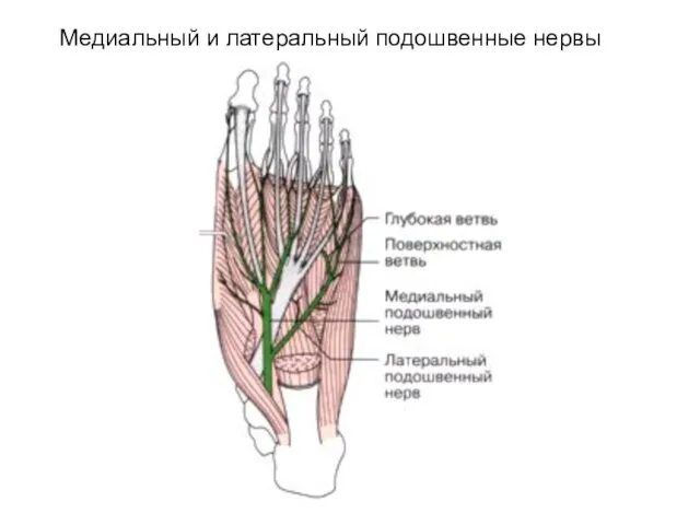 Медиальный и латеральный подошвенные нервы