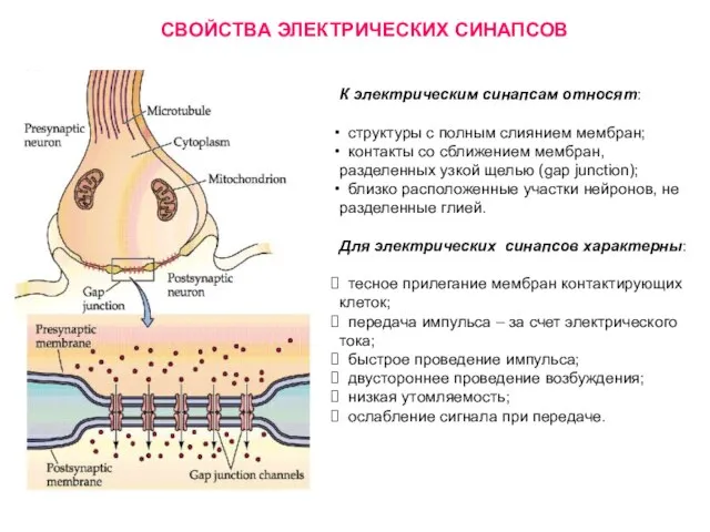 СВОЙСТВА ЭЛЕКТРИЧЕСКИХ СИНАПСОВ К электрическим синапсам относят: структуры с полным слиянием мембран;