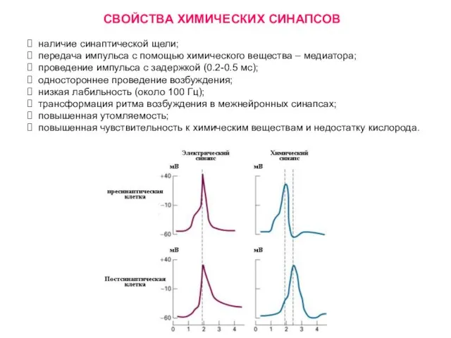 СВОЙСТВА ХИМИЧЕСКИХ СИНАПСОВ наличие синаптической щели; передача импульса с помощью химического вещества