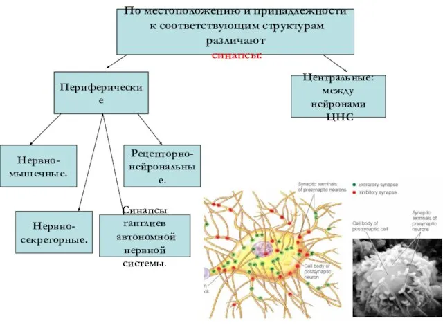 По местоположению и принадлежности к соответствующим структурам различают синапсы: Периферические Центральные: между