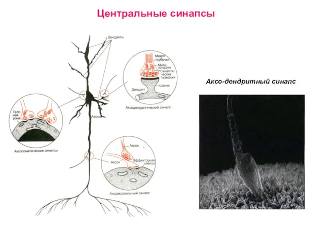 Центральные синапсы Аксо-дендритный синапс