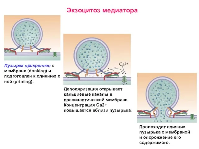 Пузырек прикреплен к мембране (docking) и подготовлен к слиянию с ней (priming).