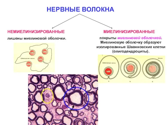 НЕРВНЫЕ ВОЛОКНА НЕМИЕЛИНИЗИРОВАННЫЕ МИЕЛИНИЗИРОВАННЫЕ лишены миелиновой оболочки. покрыты миелиновой оболочкой. Миелиновую оболочку