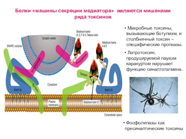 Белки «машины секреции медиатора» являются мишенями ряда токсинов Микробные токсины, вызывающие ботулизм,