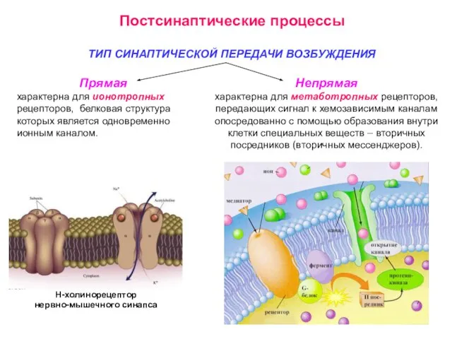 Постсинаптические процессы ТИП СИНАПТИЧЕСКОЙ ПЕРЕДАЧИ ВОЗБУЖДЕНИЯ Прямая характерна для ионотропных рецепторов, белковая