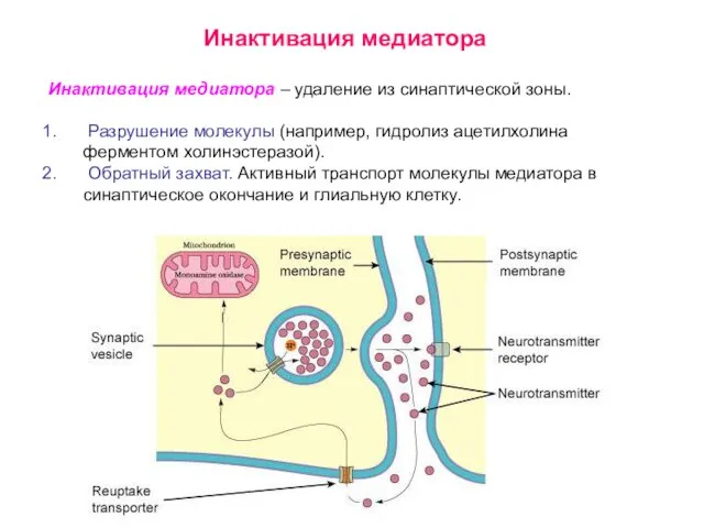 Инактивация медиатора Инактивация медиатора – удаление из синаптической зоны. Разрушение молекулы (например,