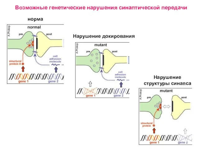 Возможные генетические нарушения синаптической передачи норма Нарушение докирования Нарушение структуры синапса