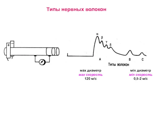 Типы нервных волокон мax диаметр мax скорость 120 м/с мin диаметр мin скорость 0,5-2 м/с