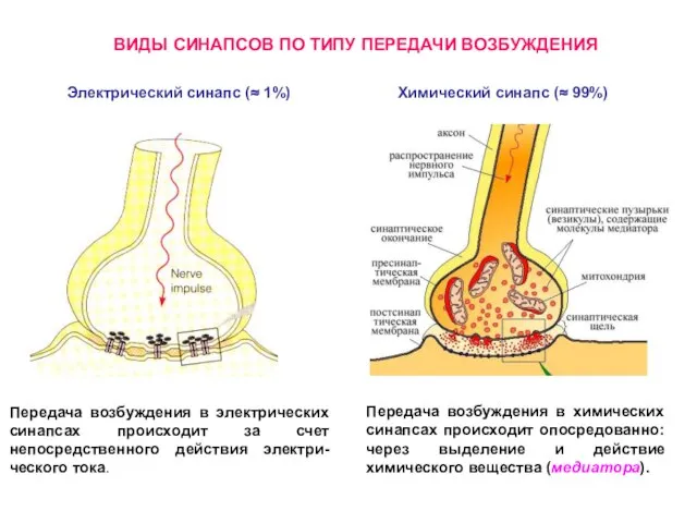 ВИДЫ СИНАПСОВ ПО ТИПУ ПЕРЕДАЧИ ВОЗБУЖДЕНИЯ Электрический синапс (≈ 1%) Химический синапс