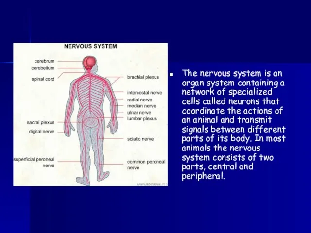 The nervous system is an organ system containing a network of specialized