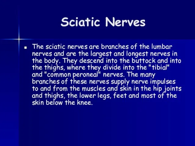 Sciatic Nerves The sciatic nerves are branches of the lumbar nerves and