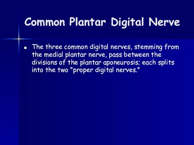 Common Plantar Digital Nerve The three common digital nerves, stemming from the