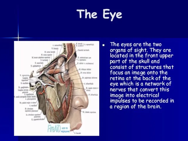 The Eye The eyes are the two organs of sight. They are