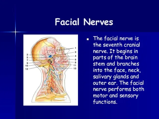 Facial Nerves The facial nerve is the seventh cranial nerve. It begins