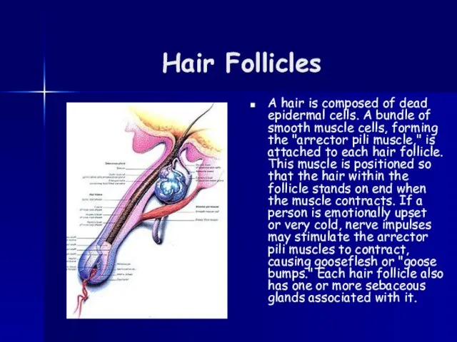 Hair Follicles A hair is composed of dead epidermal cells. A bundle