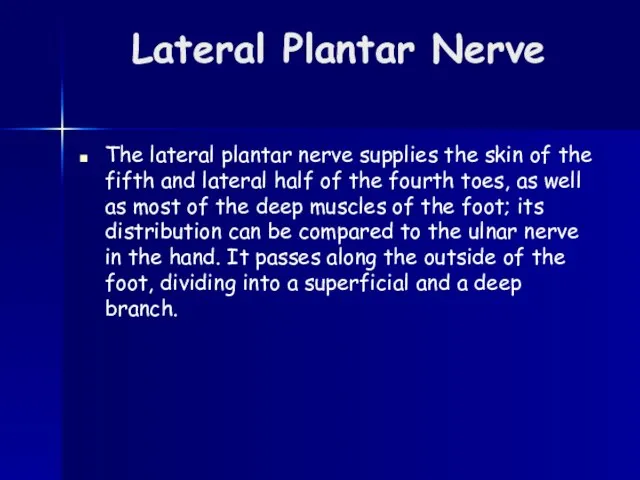 Lateral Plantar Nerve The lateral plantar nerve supplies the skin of the