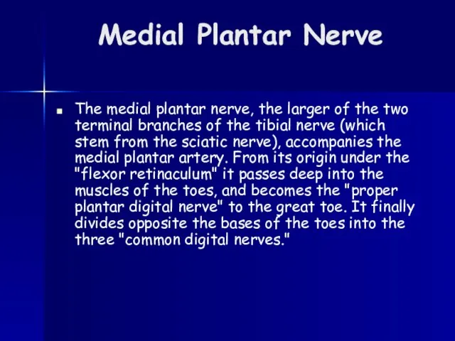 Medial Plantar Nerve The medial plantar nerve, the larger of the two