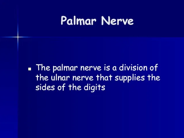 Palmar Nerve The palmar nerve is a division of the ulnar nerve