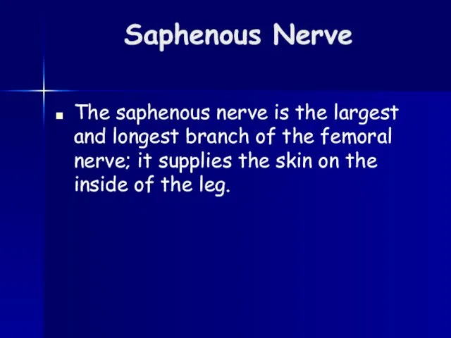 Saphenous Nerve The saphenous nerve is the largest and longest branch of