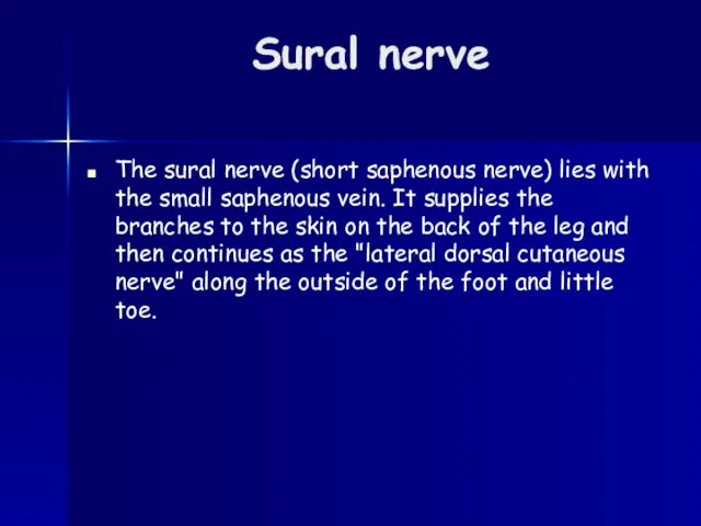 Sural nerve The sural nerve (short saphenous nerve) lies with the small