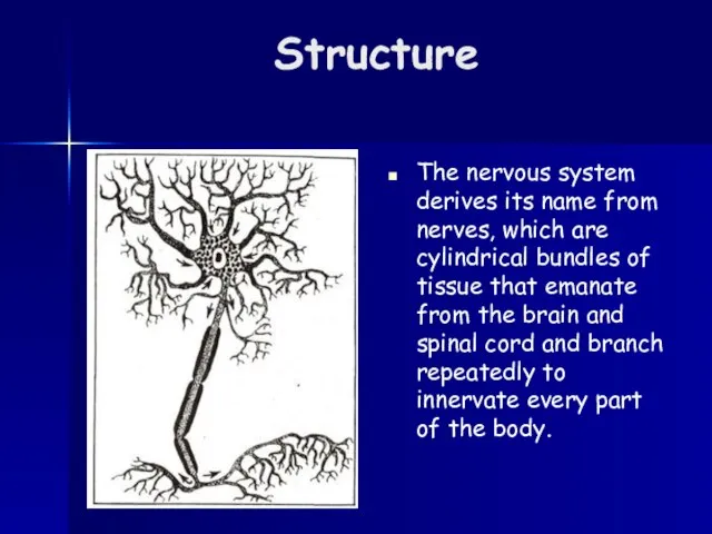 Structure The nervous system derives its name from nerves, which are cylindrical