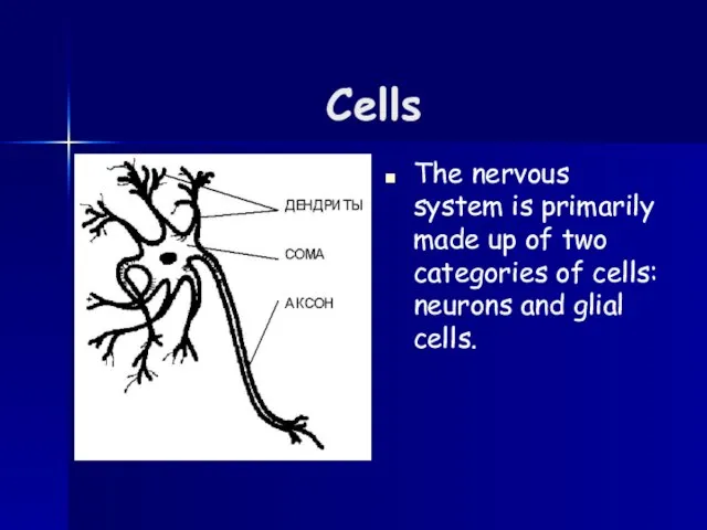 Cells The nervous system is primarily made up of two categories of