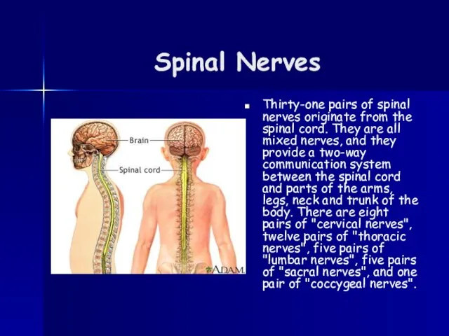 Spinal Nerves Thirty-one pairs of spinal nerves originate from the spinal cord.