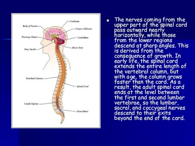 The nerves coming from the upper part of the spinal cord pass